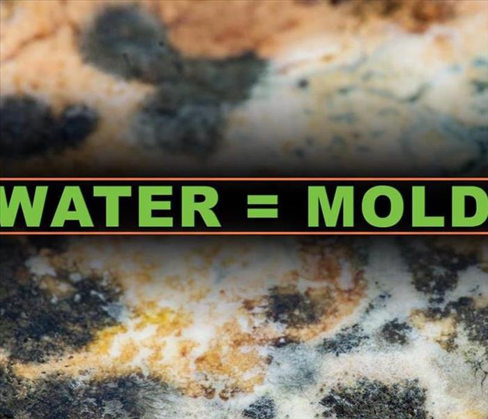 Picture of mold with text over it saying water = mold