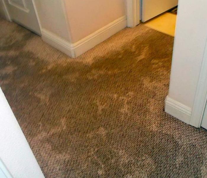 Mold on carpet flooring