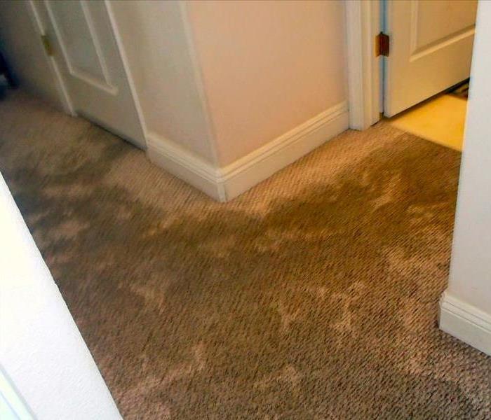 Mold on carpet flooring